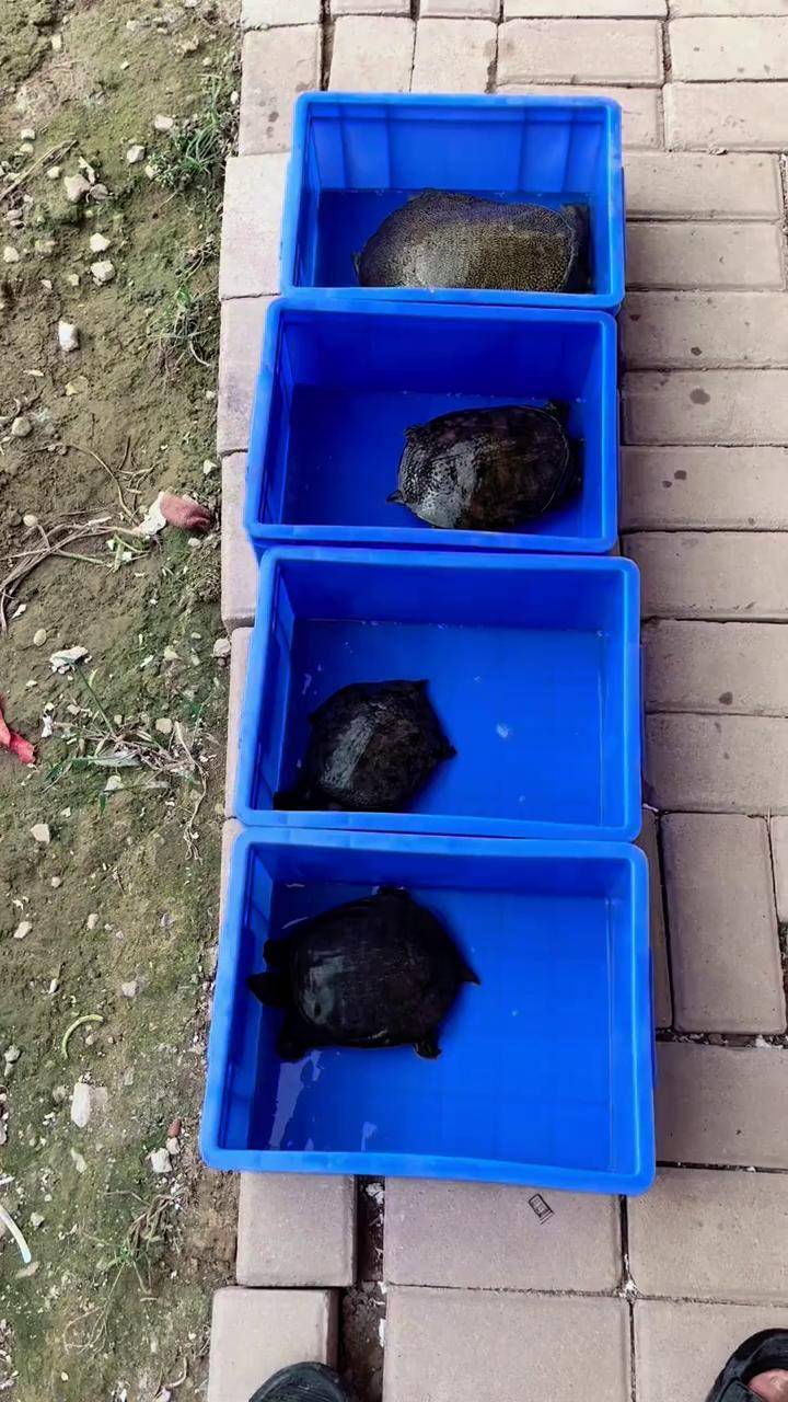 专业人做专业事 农村生活 甲鱼养殖 优质农产品 老甲鱼 乌鳖肉质最佳