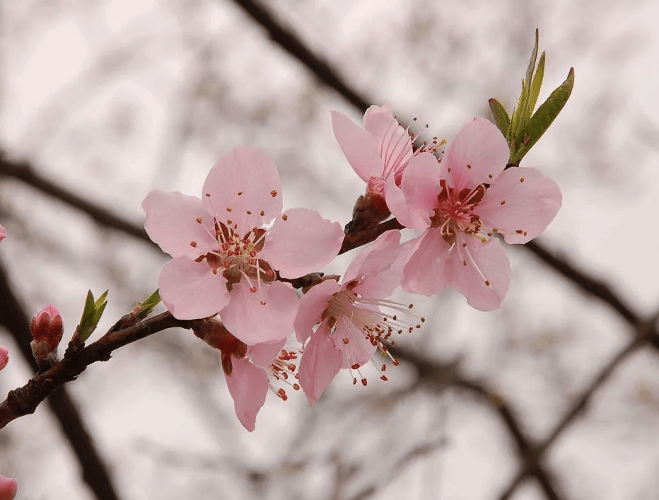 一分钟教你学会：如何区分樱花、桃花和梅花？