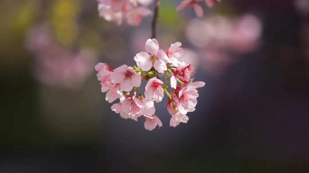 一分钟教你学会：如何区分樱花、桃花和梅花？