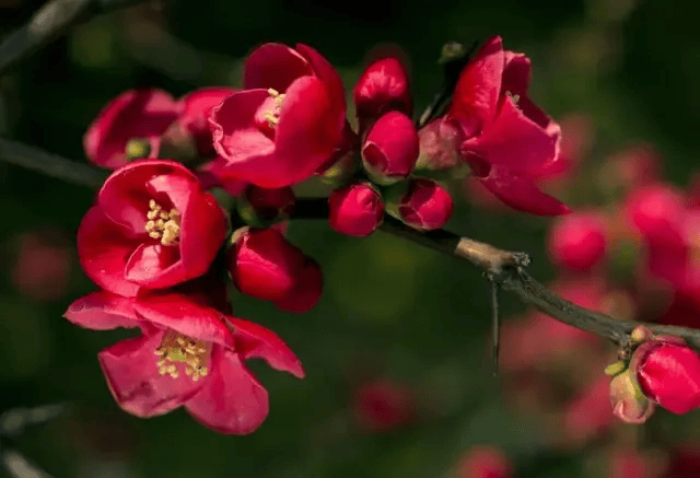 一分钟教你学会：如何区分樱花、桃花和梅花？