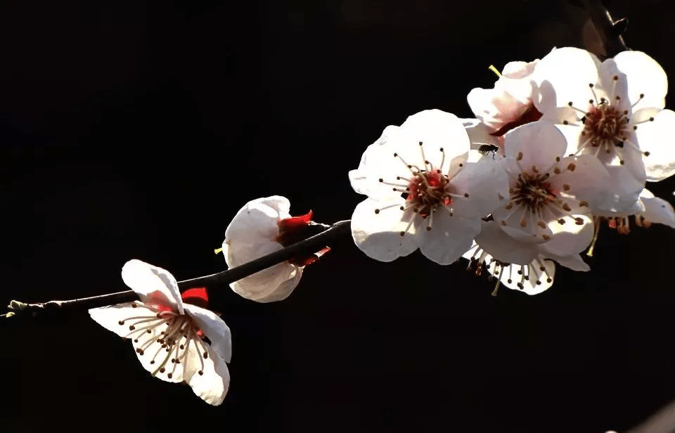 一分钟教你学会：如何区分樱花、桃花和梅花？