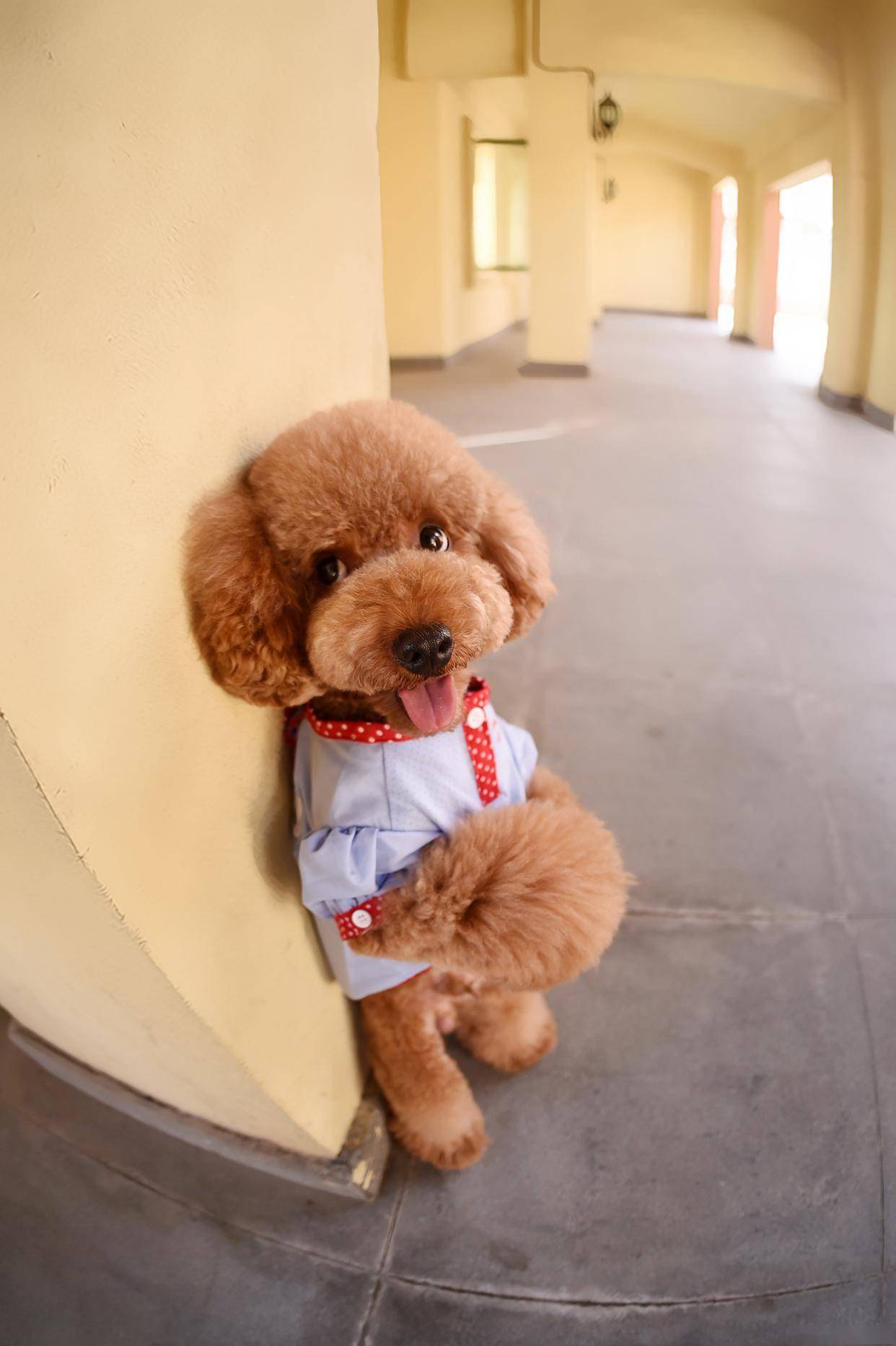 贵宾犬品种特点及护理指南（贵宾犬优缺点及适合人群）