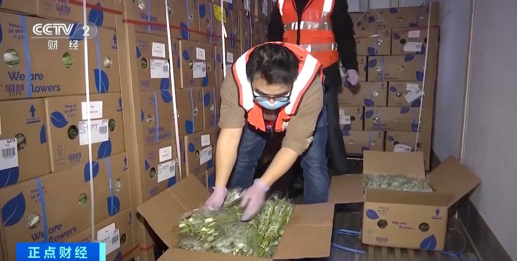 中国消费者“邂逅”荷兰郁金香 “鲜花经济”催生千亿级消费新蓝海