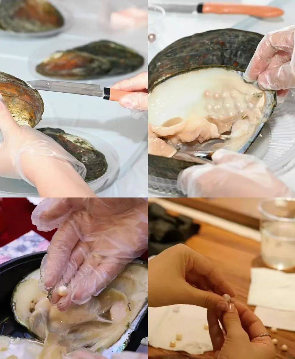 亲手触摸河蚌的纹理,听老师讲述珍珠形成的故事:一粒沙如何用数年时光