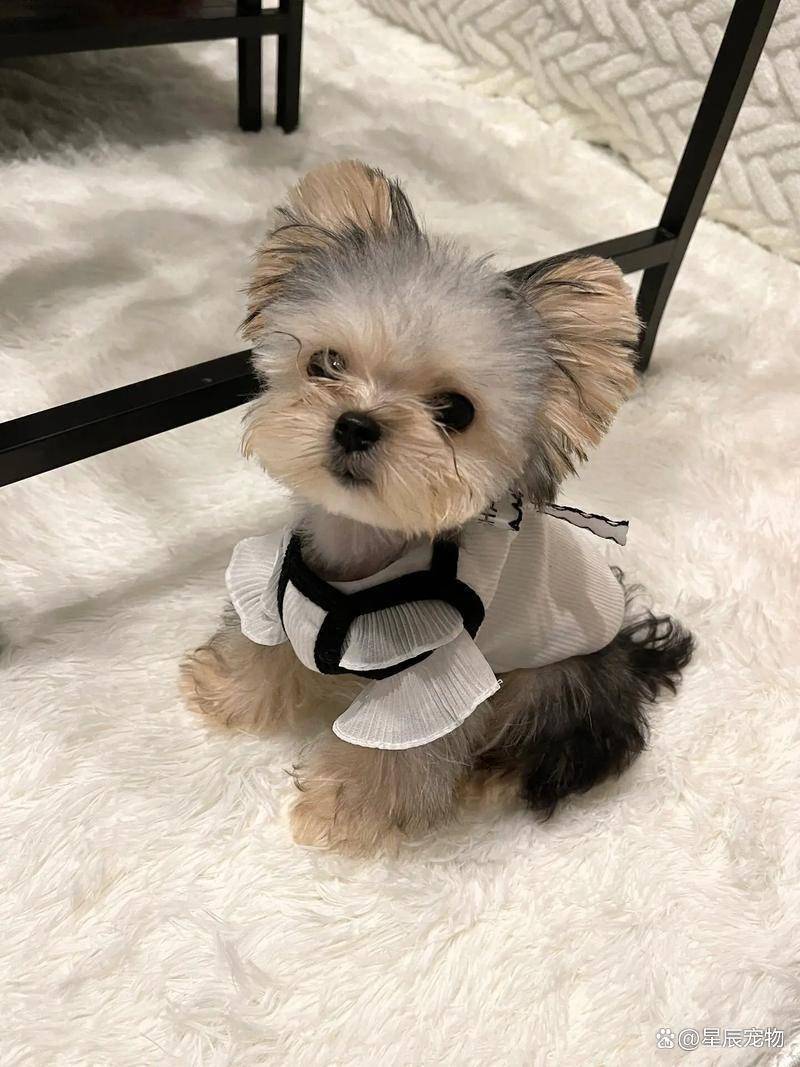 约克夏幼犬断奶后吃啥？别慌！让你家小主子从此告别“挑食”！（约克夏断奶吃什么）