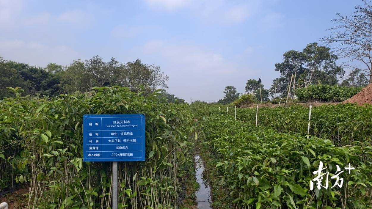 最大苗木市场