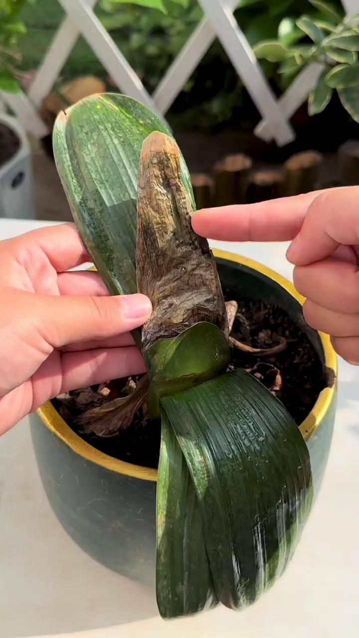 君子兰叶片发黄腐烂 你以为剪掉就可以了嘛 花卉绿植 室内盆栽 种植小