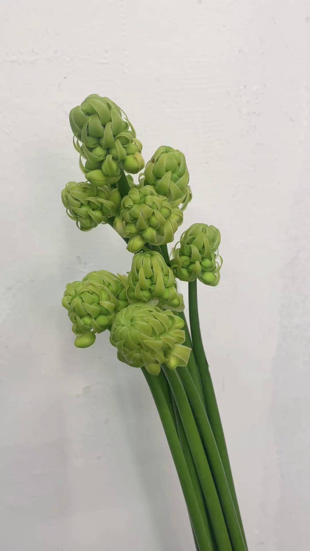 伯利恒之星 鲜花 天鹅绒