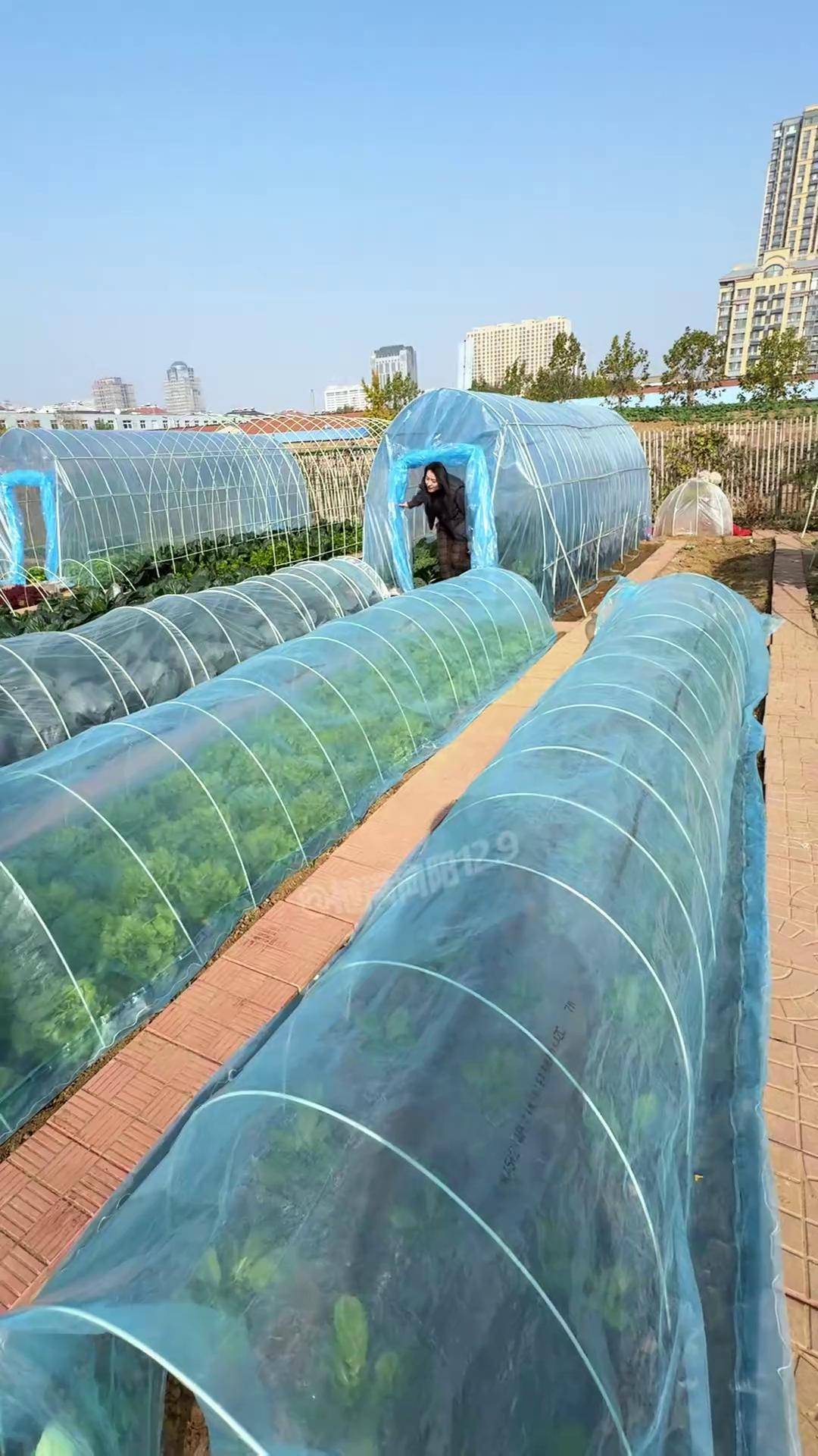 种大棚种什么最赚钱(大棚种植什么简单又赚钱)