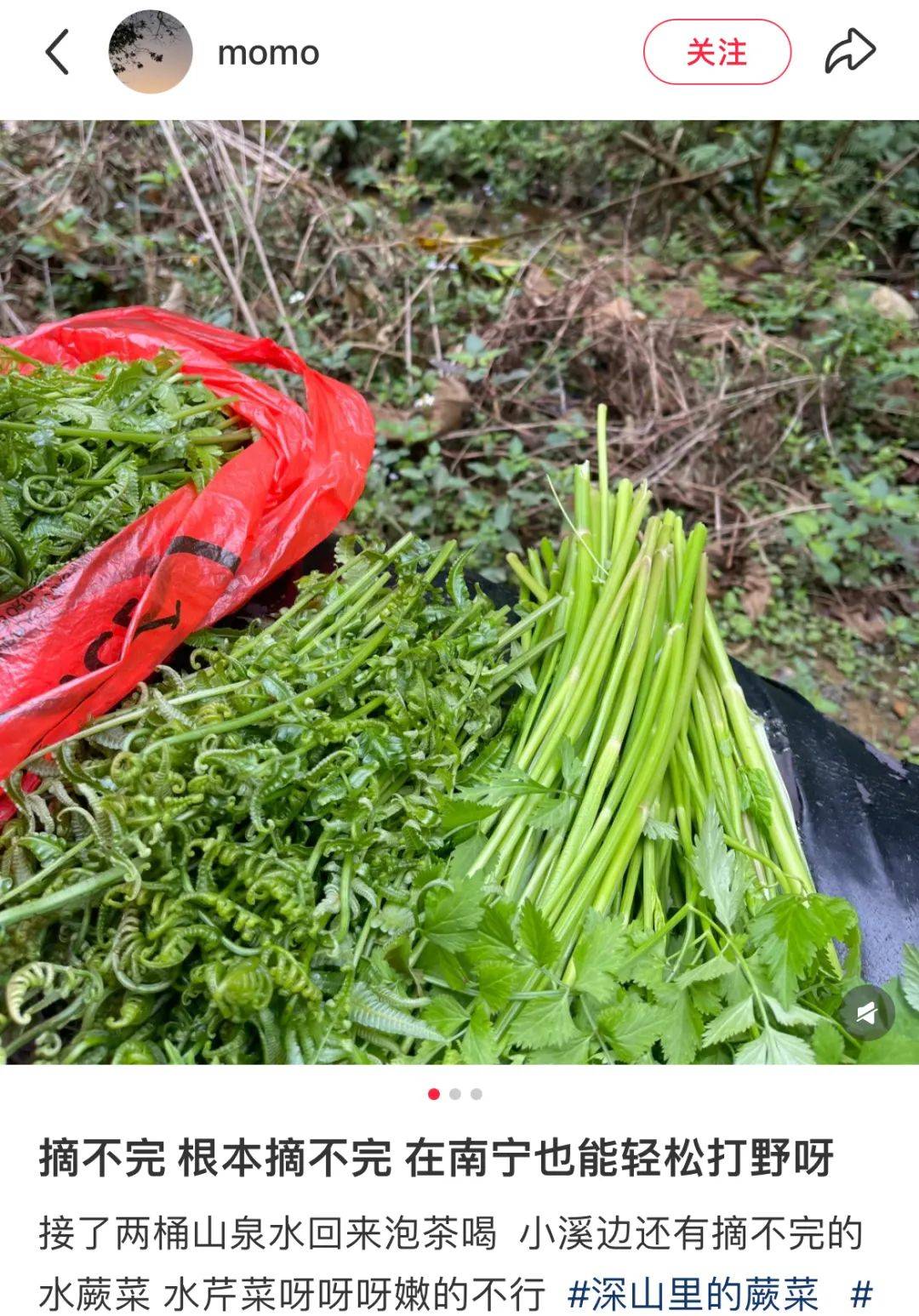 广西人这些野菜真的不能吃