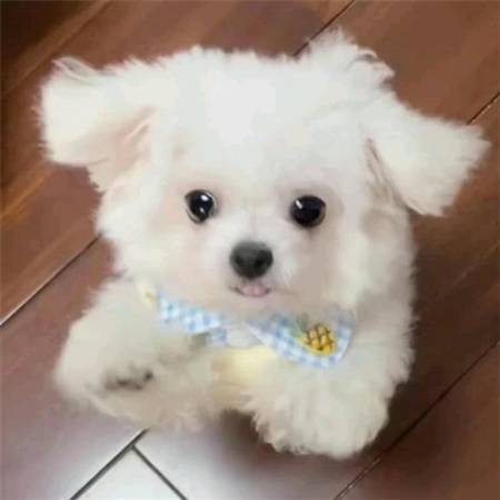 8.19日:松岛辉空输完球,箱子一拉,头都不回!少爷脾气一点没藏住_张本_决赛_大满贯