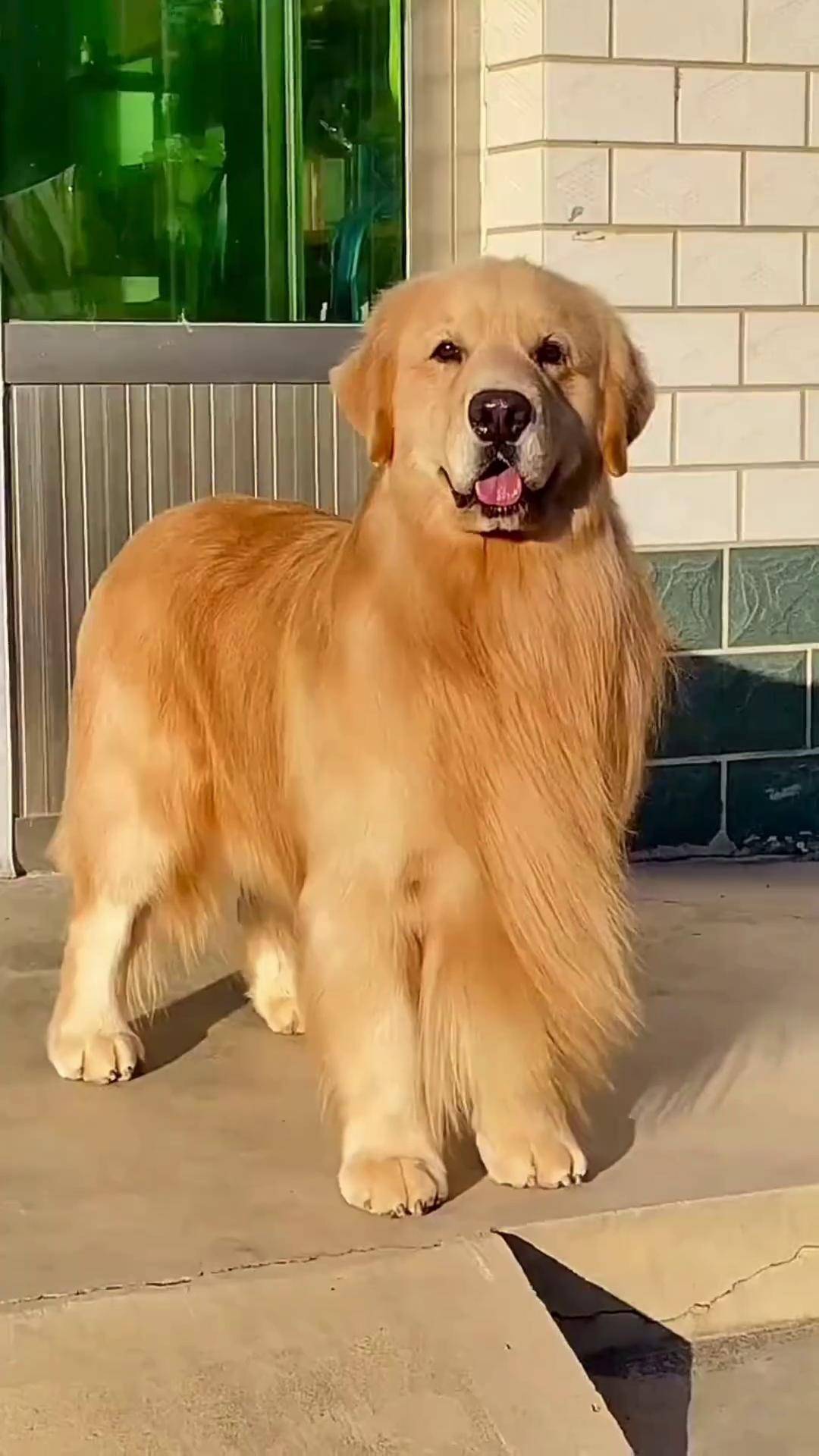 小金毛们一起玩耍萌宠出道计划 小金毛 金毛 小金毛的日常 纯种狗狗