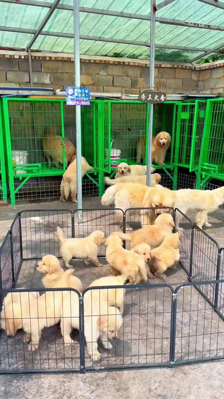 养了一百多只金毛,实在养不起了,感觉太难了 双血统金毛 金毛犬舍