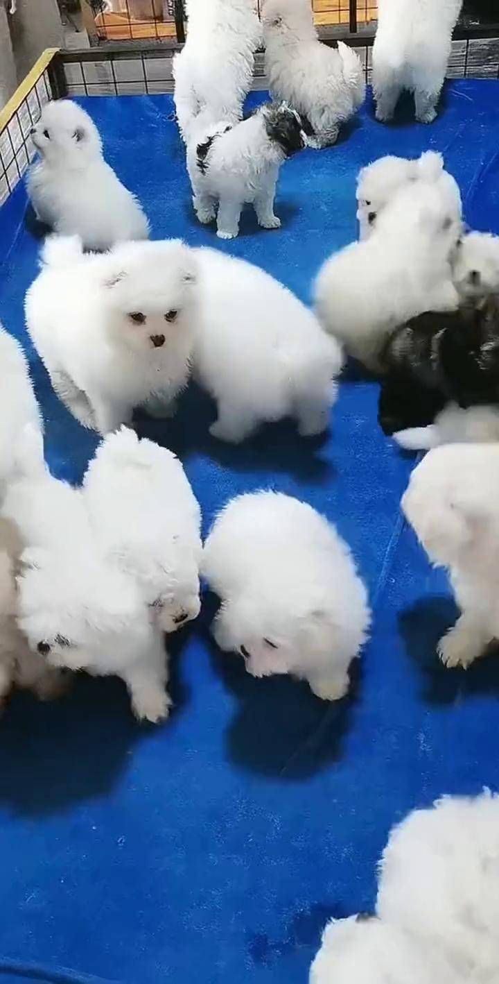 博美 小体博美 纯种比熊 俊介