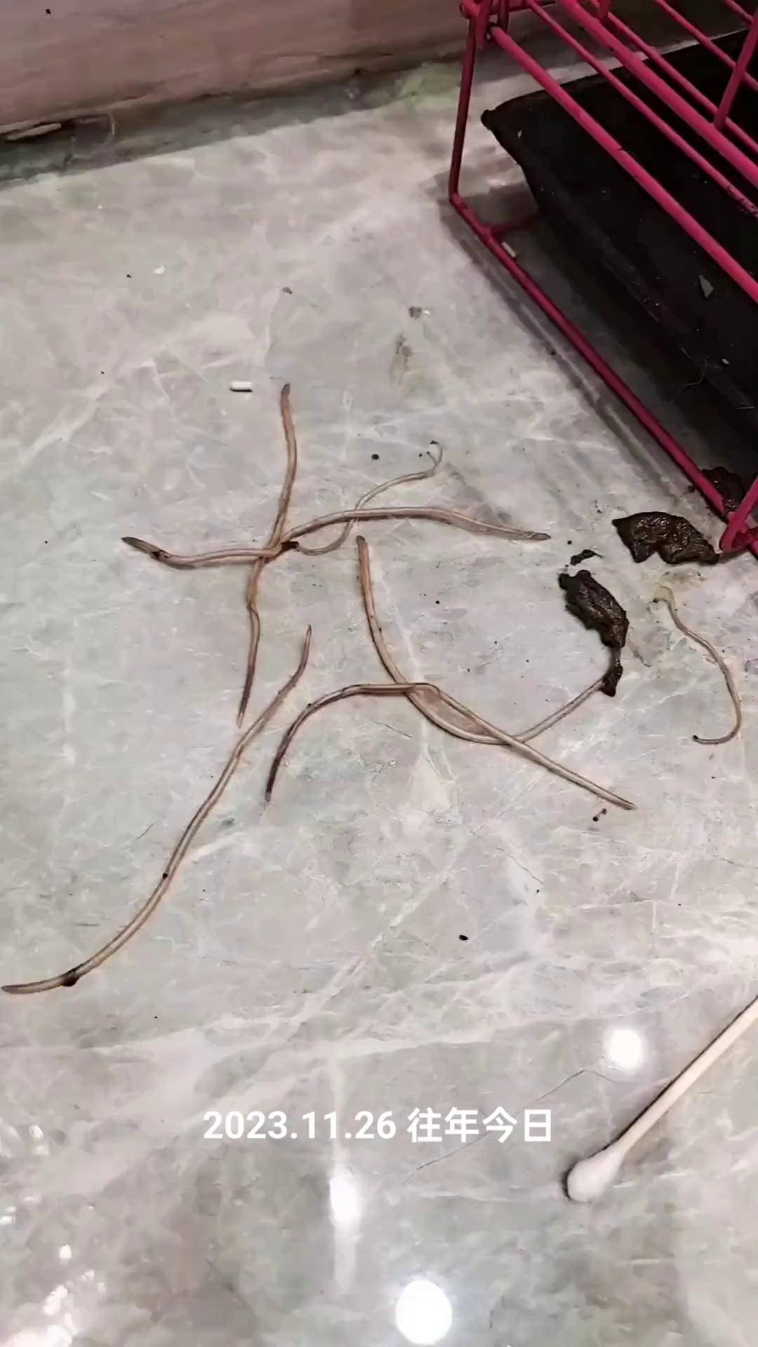 养狗经验分享 狗体内驱虫