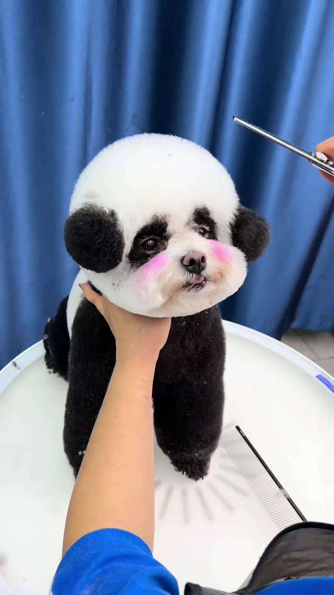 我出息了,都开始给大熊猫剪毛了 萌宠 宠物美容 比熊染色 毛小豆宠物