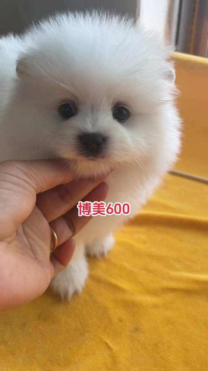 博美宝宝 小体博美 球体博美