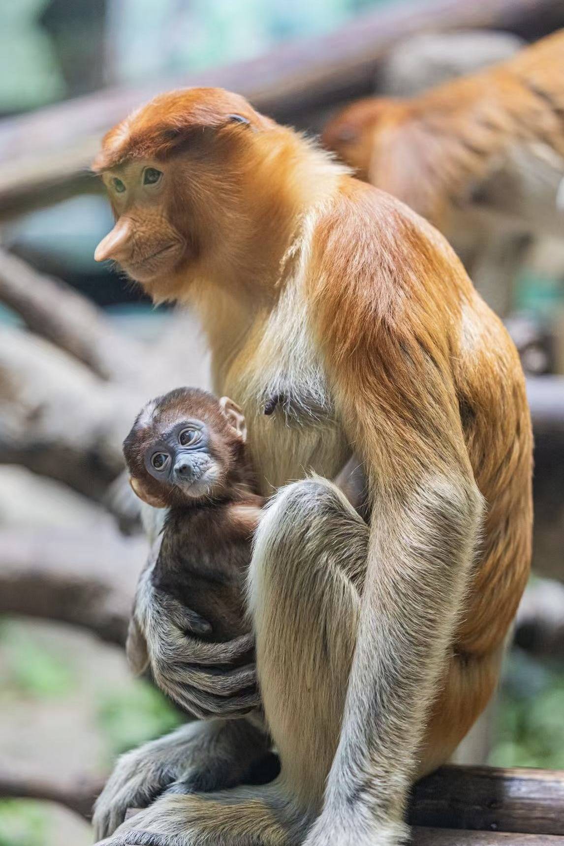 濒危物种繁育成功!长隆野生动物世界长鼻猴幼崽首次亮相