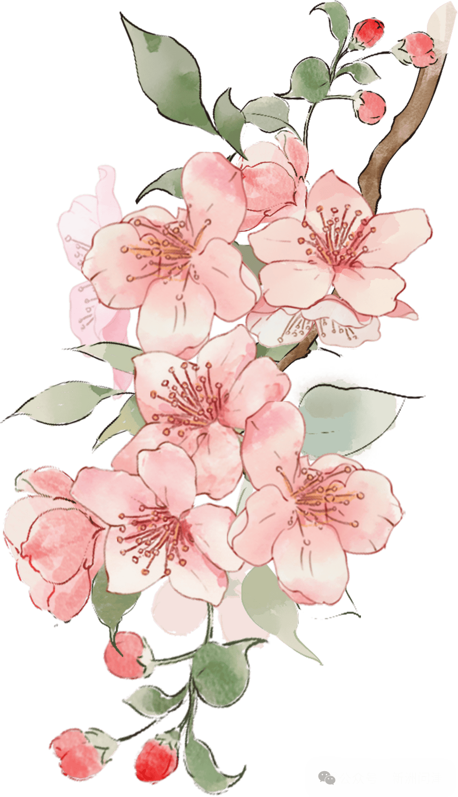 一眼千年!ai镜头看花朝