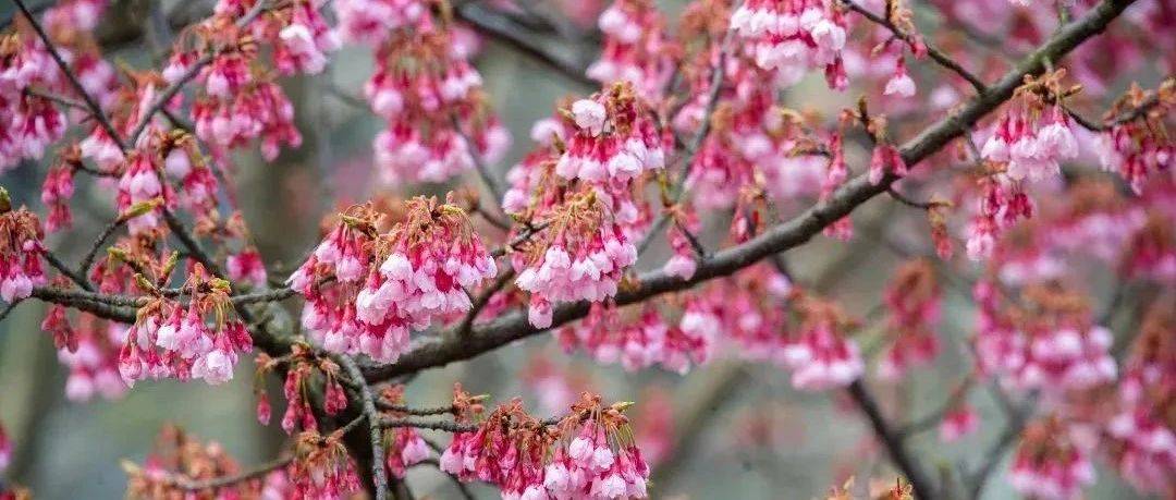 春日限定!虹口这里的樱花尽情绽放,一波实景美图精彩奉献→_寒绯樱_花瓣_春雨