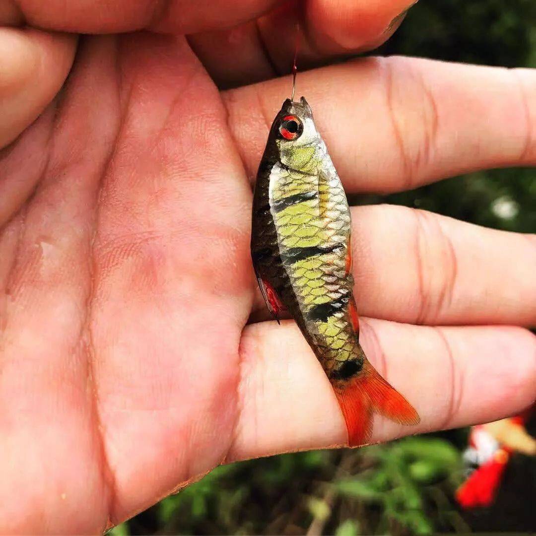 这样漂亮的小鱼,可以玩一整天,我们海南人叫它"花鱼仔"