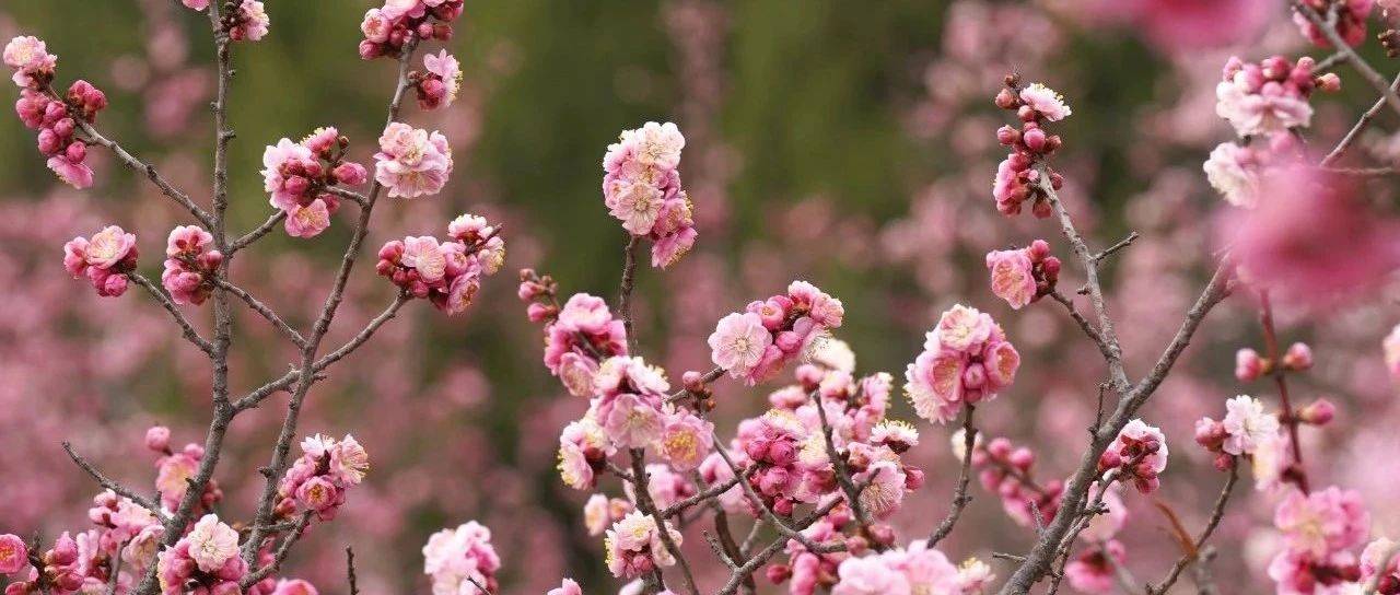 泰山花信，春回岱宗_玉兰_连翘_枝桠