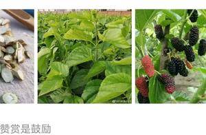 一味中药,是颈椎病“死敌”_桑枝_古人_因为
