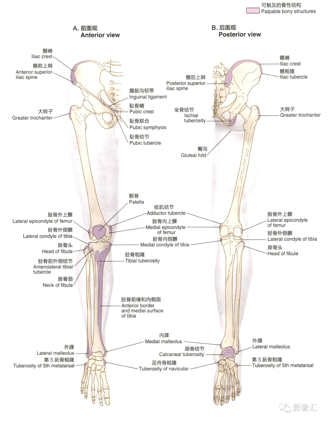 太漂亮了!下肢精美解剖图谱(肌肉,血管,神经,骨关节,韧带)