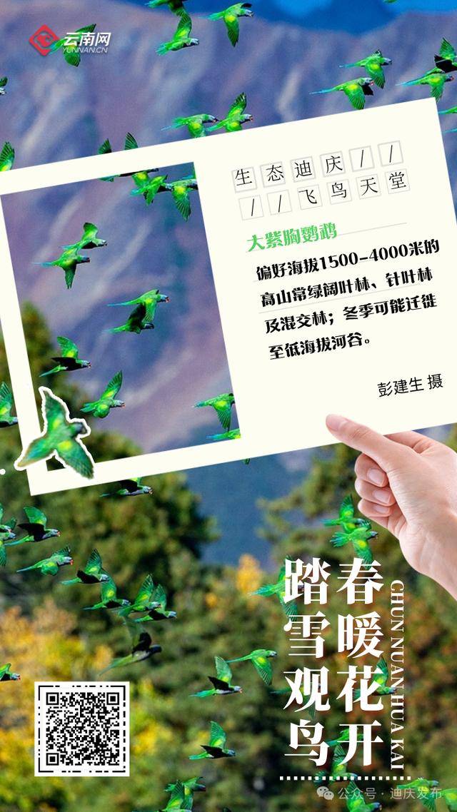 迪庆：一幅飞鸟与自然共舞的生态画卷，生态迪庆：珍稀鸟类的隐秘家园