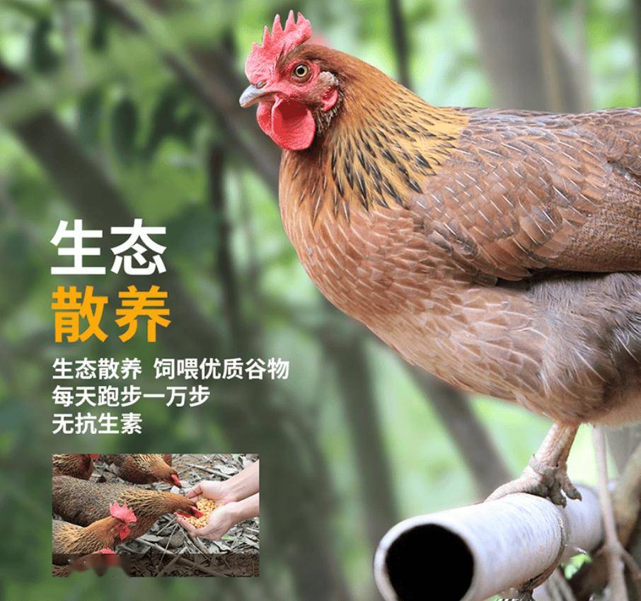 放养超138天的清远鸡，口感绝了！，阿球带来超划算清远鸡，速来！