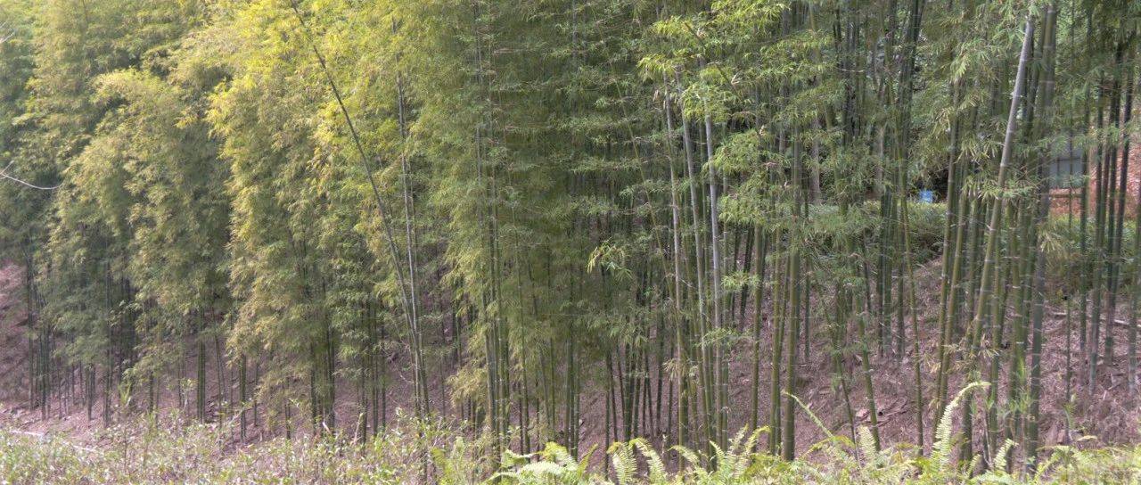 华安竹类植物园:新竹落地,绿意传承_竹苗_驯化_园区