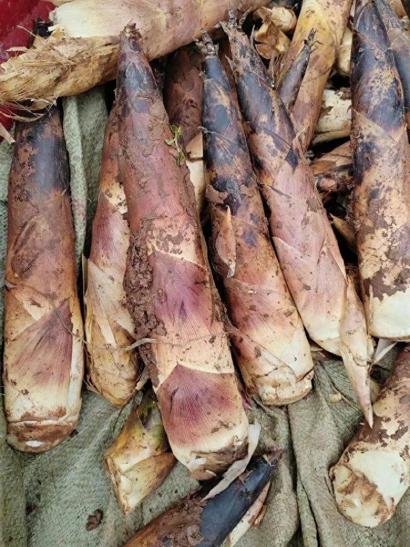 《说文解字》第934课：“箬笠”的“箬”是啥意思？