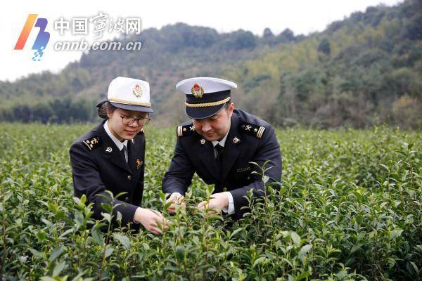 小茶叶蕴含大文章jbo竞博电竞入口 数十亿元“出海生意经”宁波怎么念？(图3)