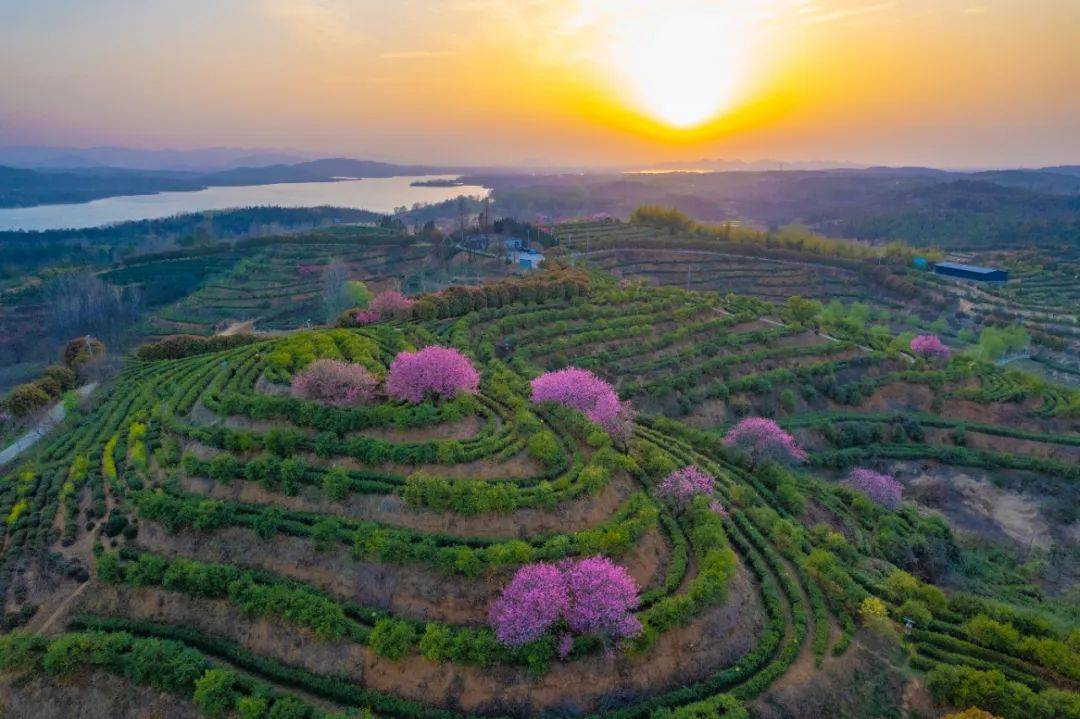 凉亭乡：茶山桃花灼灼开 人间四月款款来