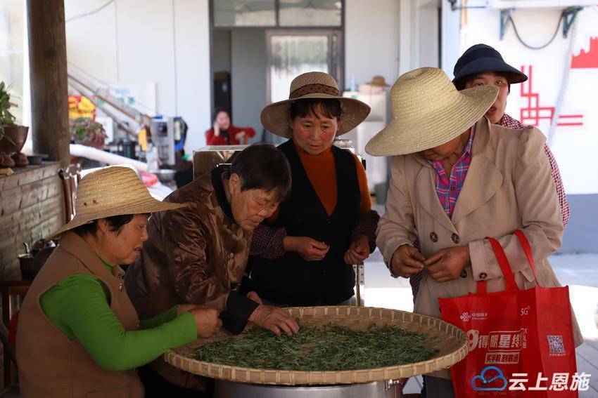 建始：马坡茶新鲜上市OB电竞APP 手工茶叶飘香引客来(图4)