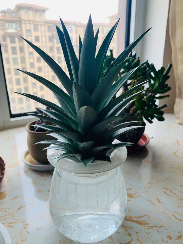 从菠萝头到美味菠萝，北京姑娘三年创造种植神话