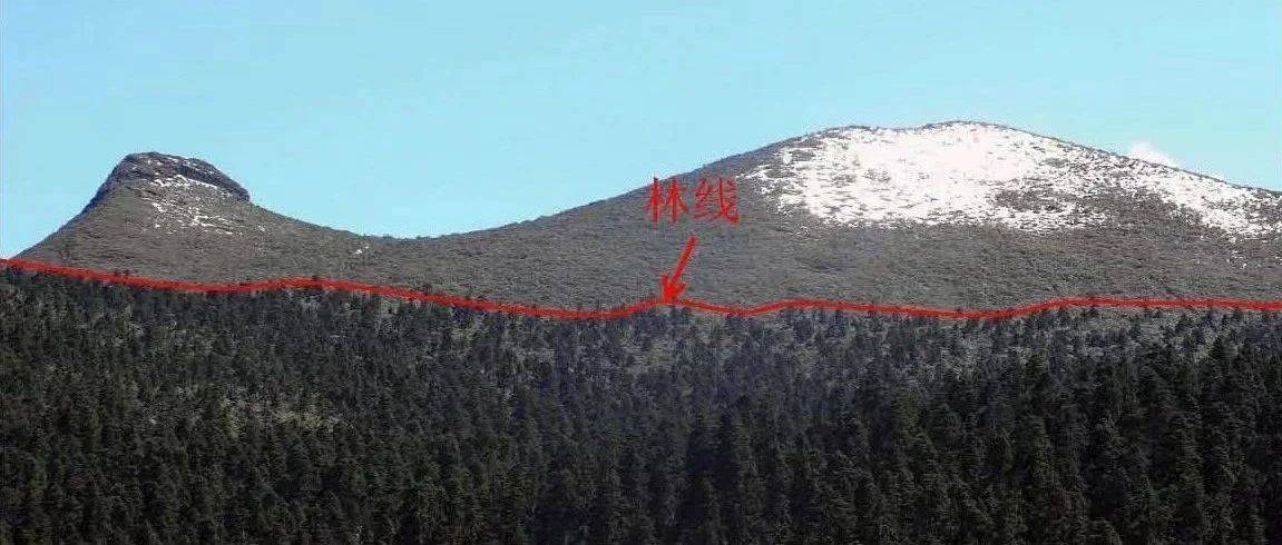 高考地理中的林线、树线和树种线_林线和_海拔_森林