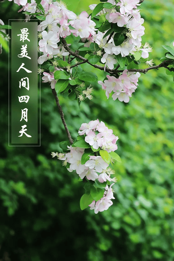 四月:最美人间四月天,时光烂漫正佳期