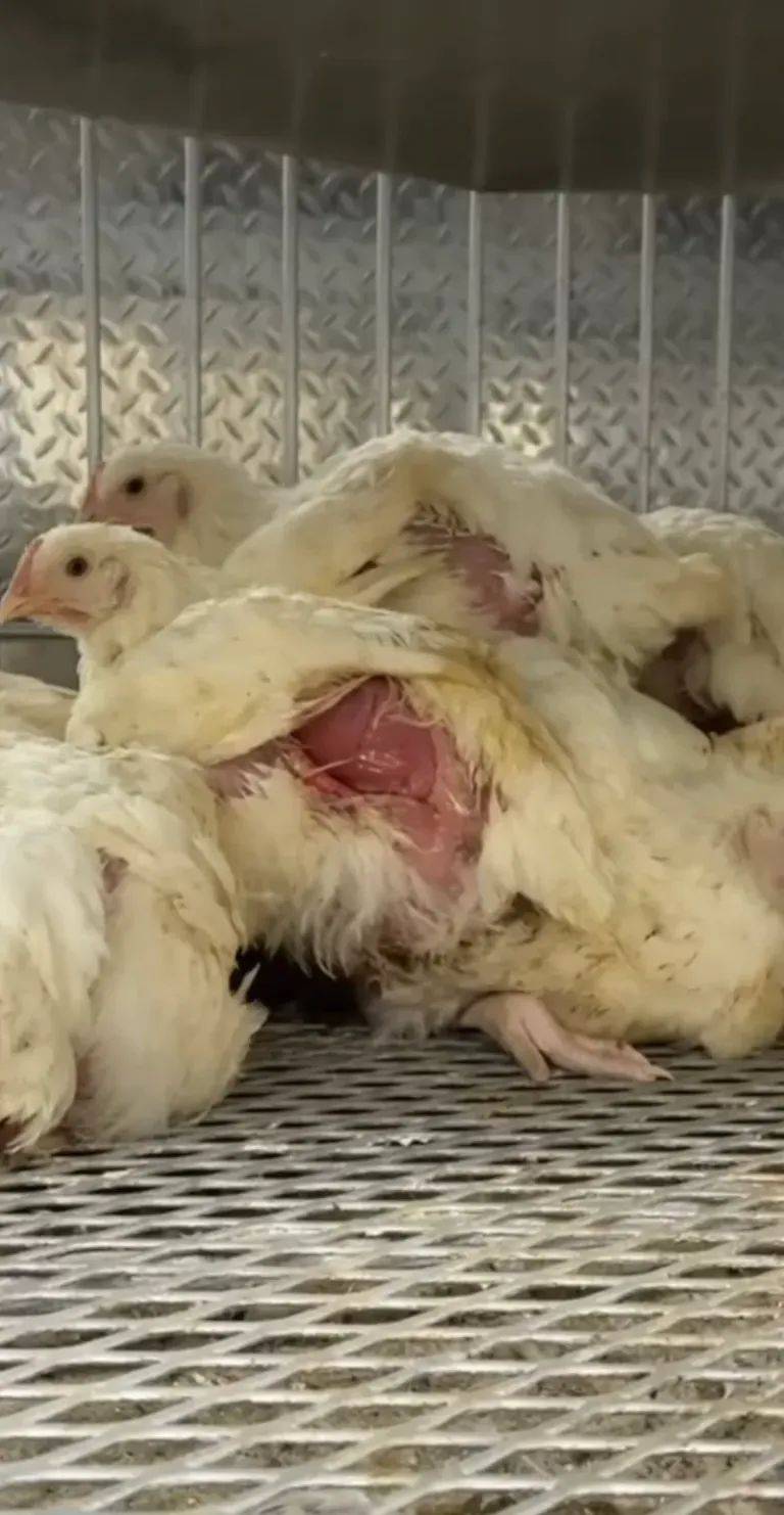 禽流感侵入华人区,本地鸡栏好吓人