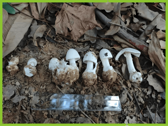 温馨提示！不采摘、不买卖、不食野生蘑菇、野菜等野生植物