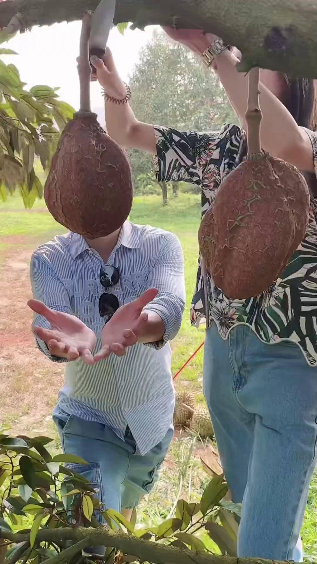 最近我们尖竹汶老家特产榴莲比较火,千万别说阿芳没告诉你还有一种
