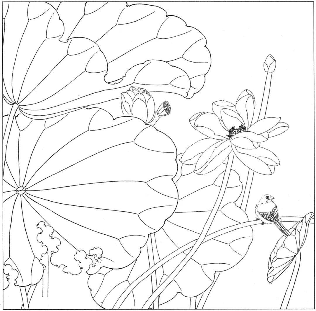 高清荷花白描底谢55图 请收藏