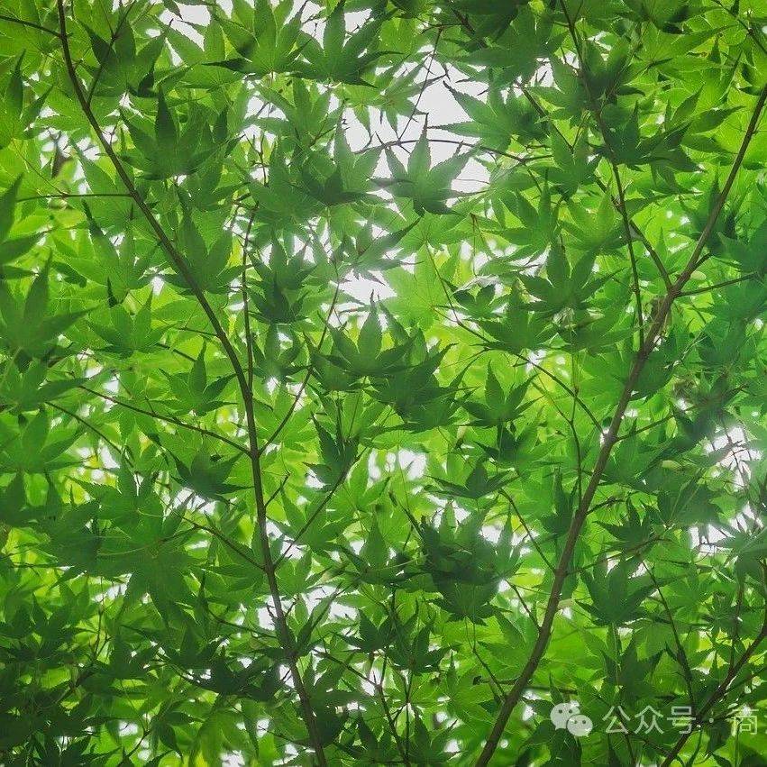 袁好||四月的样子（组章）_核桃树_麻衣_枝叶