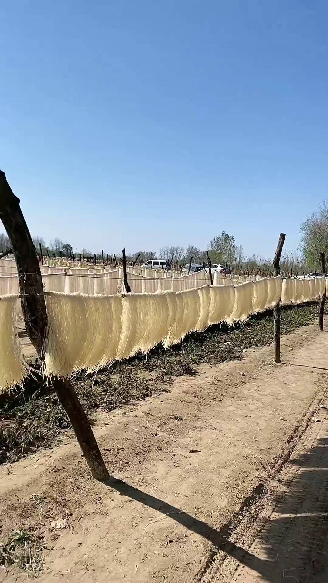 未来几天都是阴雨天,今天特意多晒了些粉条