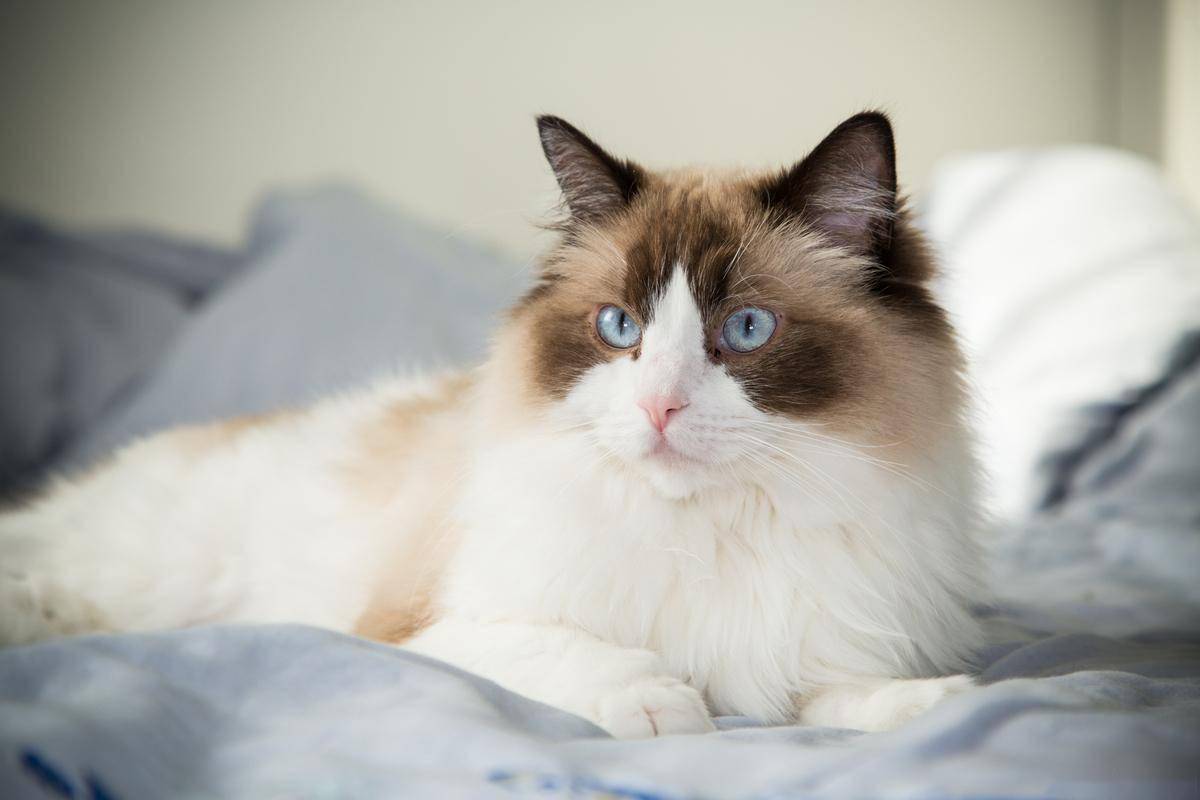 猫咪价格多少钱一只？附宠物猫咪价格表（猫咪一般多少钱一只）