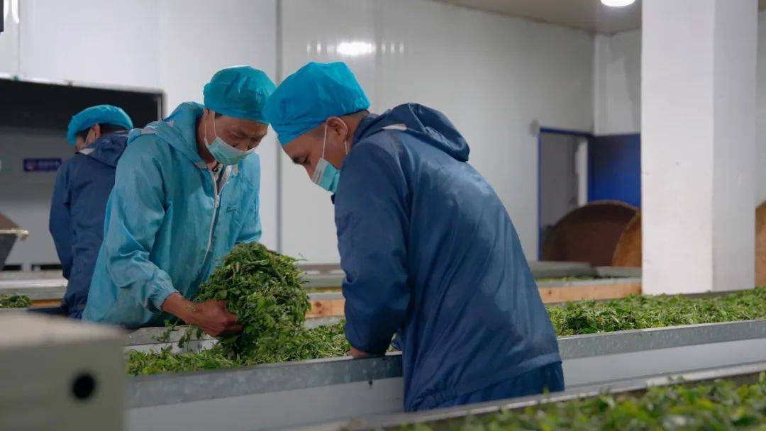 福贡：万亩春泛亚电竞下载茶采摘忙(图4)