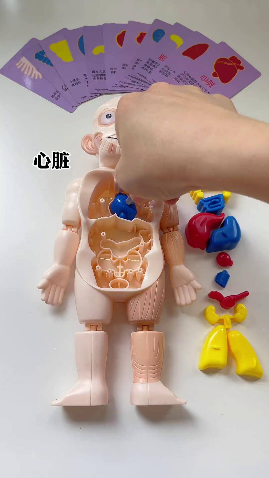 学会爱惜自己身体,教孩子认识各种器官,以及作用人体模型玩具 手工diy