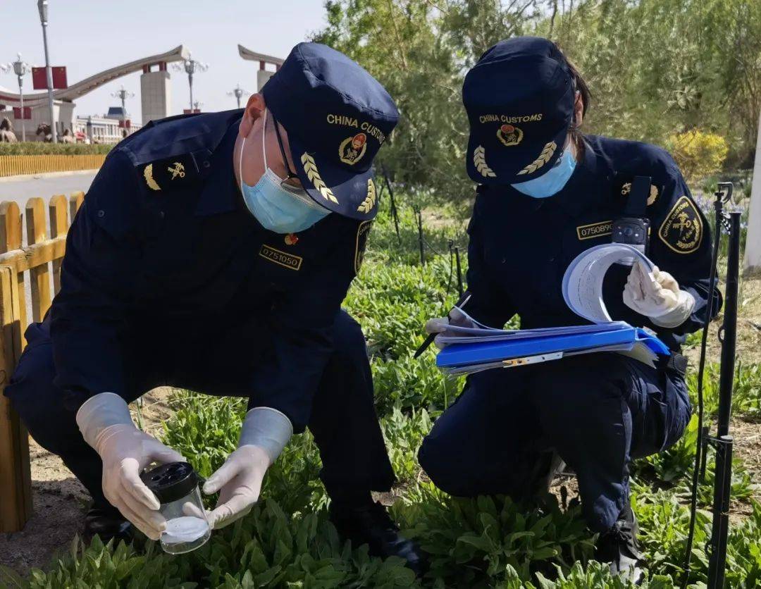 守护国门生物安全 额济纳海关在行动