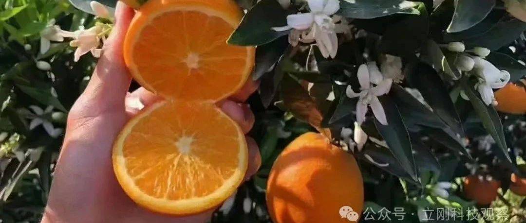 当季鲜橙天花板!『秭归伦晚橙』爆汁甜!橙香浓郁,现摘现发!_脐橙_橙子_气候