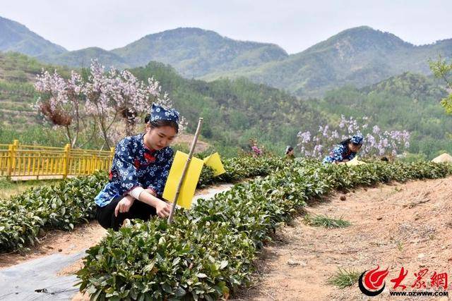 潍坊诸城38万亩春茶开采(图2)